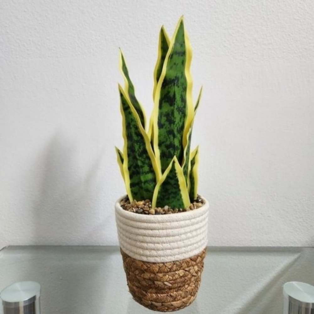 Garden Party Artificial Plant with brown/white Woven Basket
